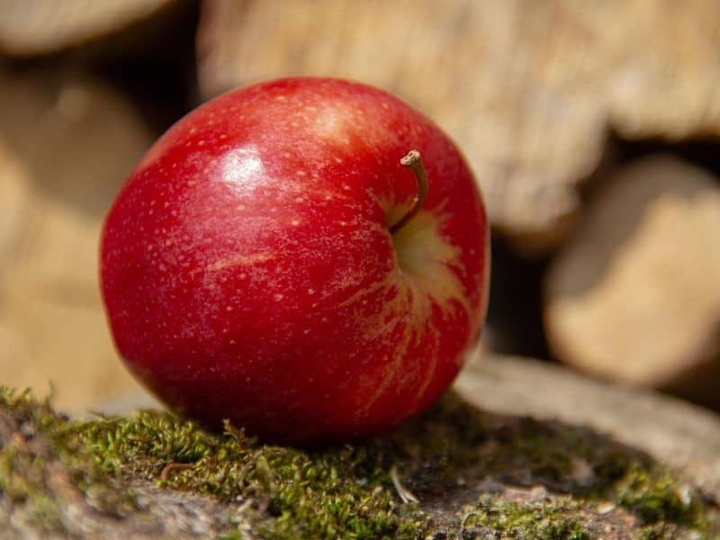 A red apple sits on mossy wood with a blurred background of stacked logs, highlighting the apple's shiny texture and natural setting.