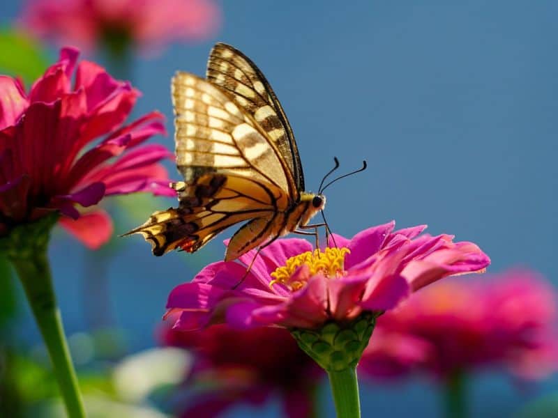 A yellow and black butterfly perched on vibrant pink flowers against a blurred blue background, capturing a serene nature moment.