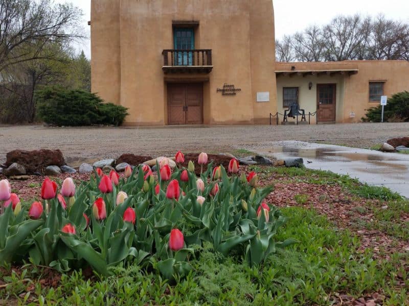 Tulips bloom in front of an adobe-style building, possibly a historical site, with chairs outside, surrounded by spring greenery and trees.